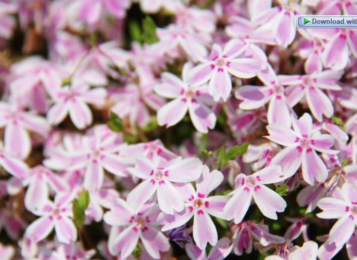 Creeping Phlox Gardenfrontier Vibrant pink creeping phlox blooming in a spring rock garden