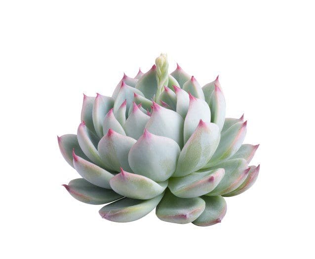Echeveria Elegans Gardenfrontier Echeveria Elegans