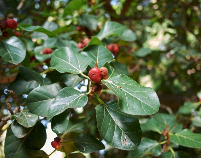 Ficus Audrey Gardenfrontier Ficus Audrey