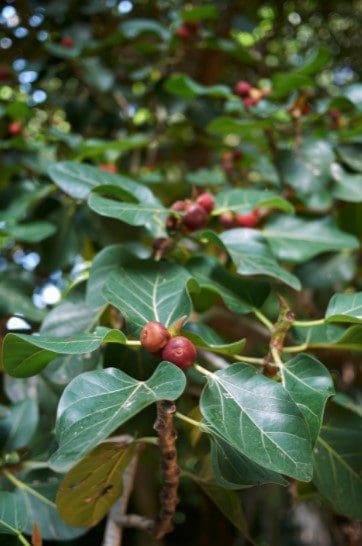 Ficus benghalensis Gardenfrontier Ficus benghalensis