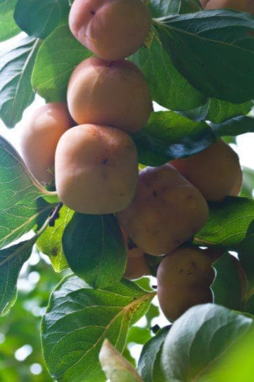 Hachiya Persimmon Gardenfrontier Hachiya Persimmon