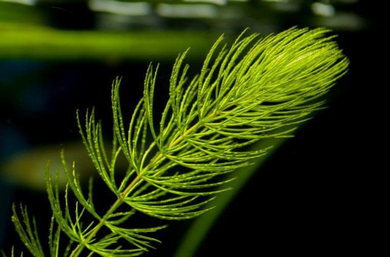 Hornwort Gardenfrontier Hornwort