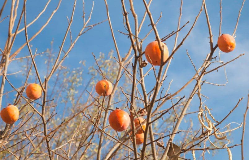 Persimmon Tree Gardenfrontier Persimmon Tree
