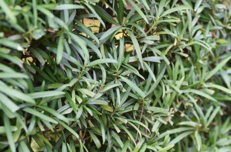 Podocarpus Gardenfrontier Podocarpus
