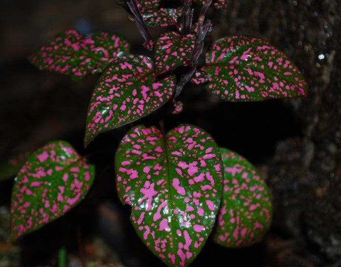 Polka Dot Plant Gardenfrontier Polka Dot Plant