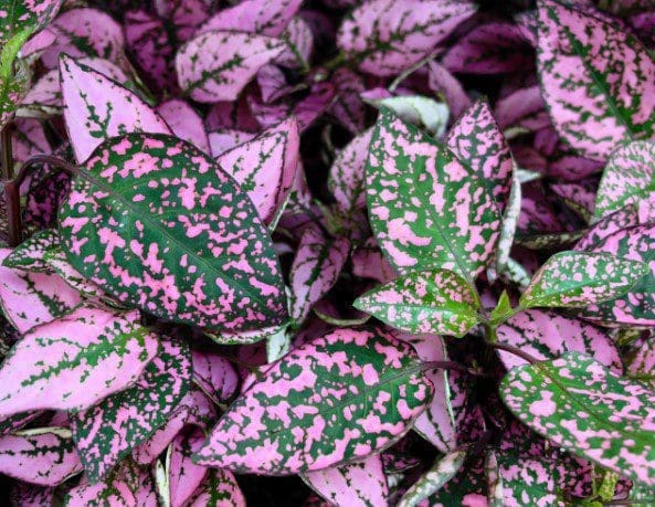 Polka Dot Plants Gardenfrontier Polka Dot Plants
