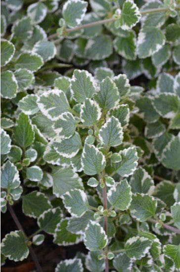 Variegated Swedish Ivy Gardenfrontier A beautiful variegated Swedish Ivy plant with white leaf margins