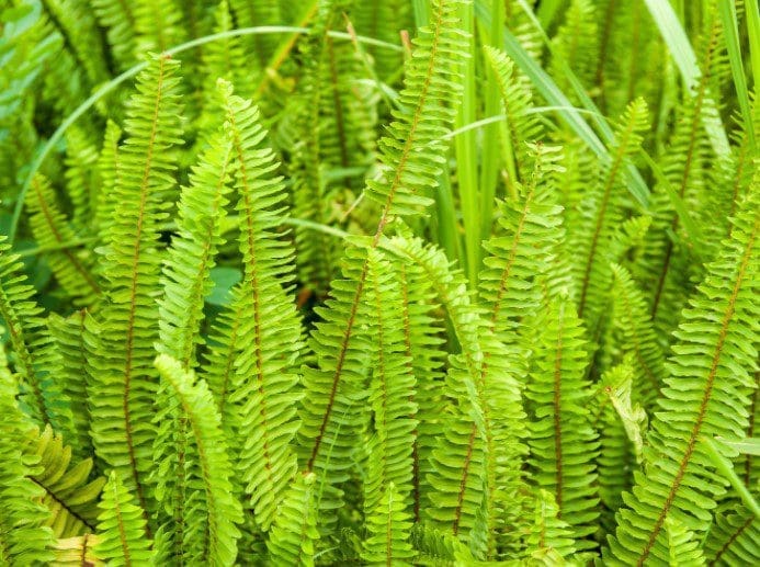 Sword Fern Gardenfrontier Sword Fern
