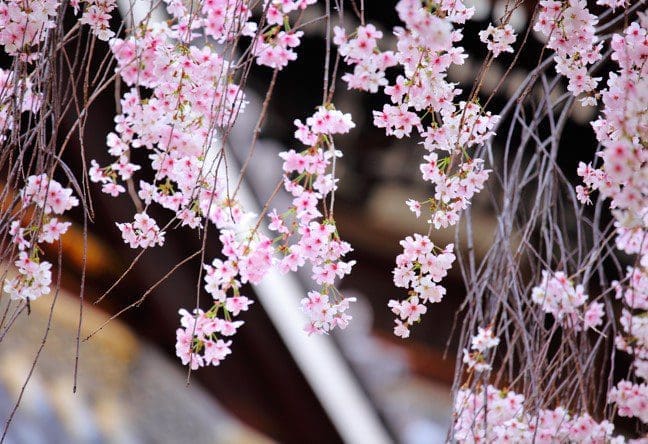 Weeping Cherry Tree Gardenfrontier Weeping Cherry Tree