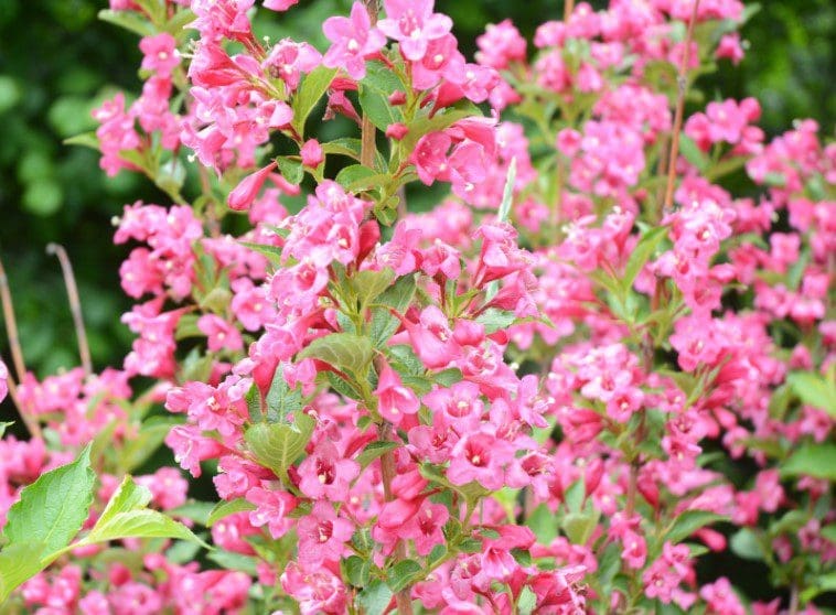 Weigela Gardenfrontier Weigela