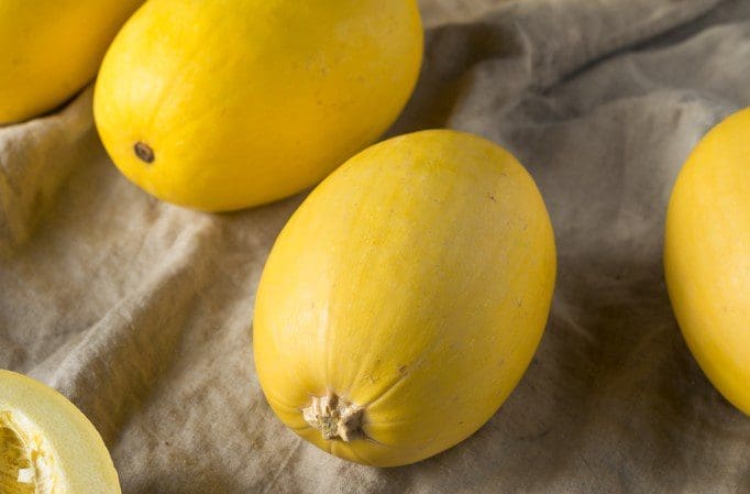 Winter Melon Gardenfrontier Winter Melon