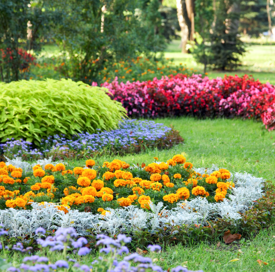 marigolds flower border Gardenfrontier marigolds flower border