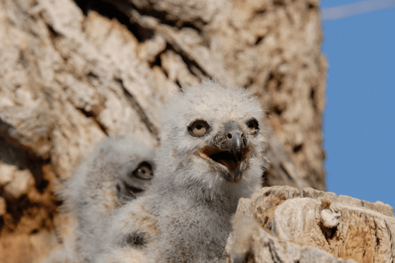 Baby Owl Gardenfrontier Baby Owl