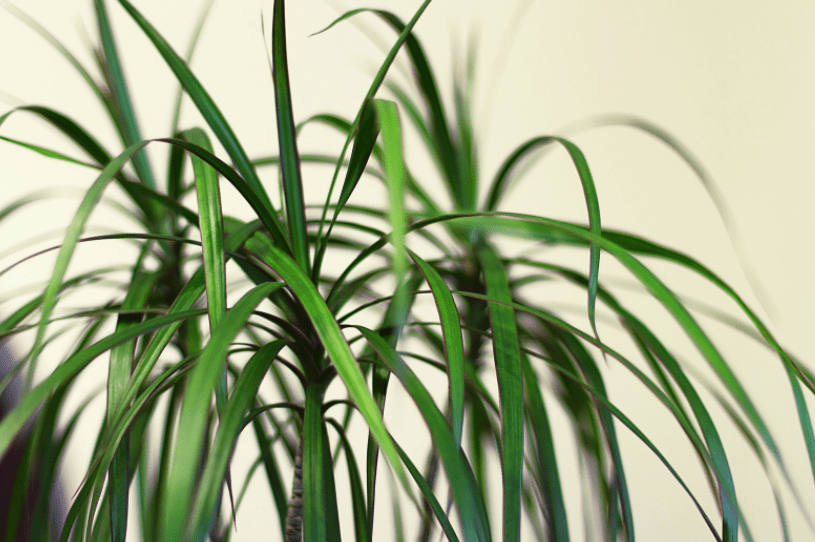 Dracaena marginata Gardenfrontier Dracaena marginata