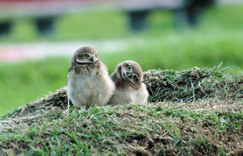 Owlets Gardenfrontier Owlets