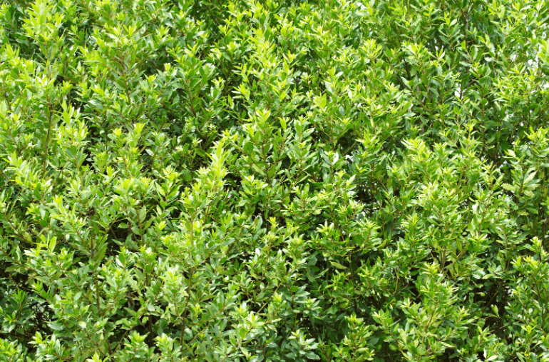 Bay Laurel Gardenfrontier Bay Laurel