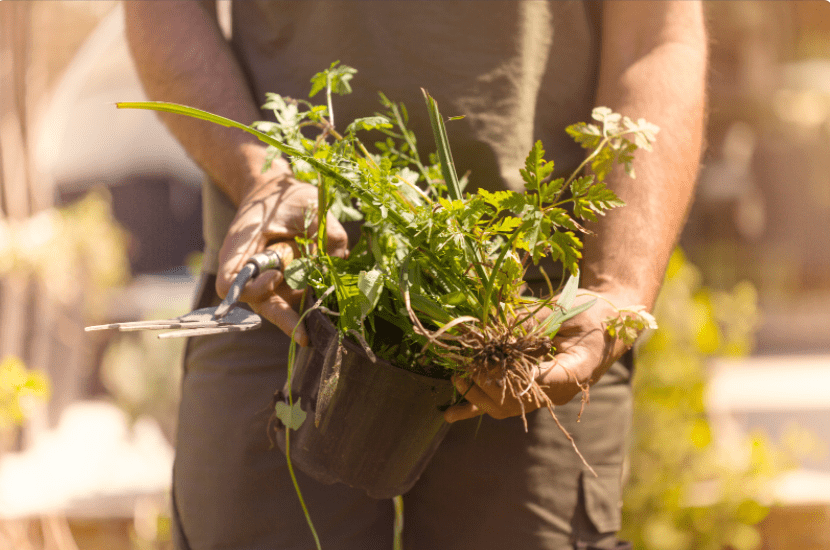 Healthy Weed Plants Gardenfrontier Healthy Weed Plants