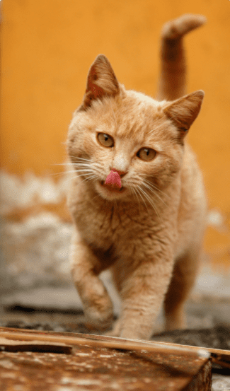 Orange Cat Cute Gardenfrontier Orange Cat Cute