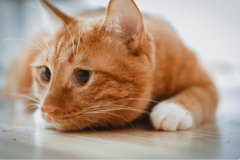Orange Cat Gardenfrontier Orange Cat