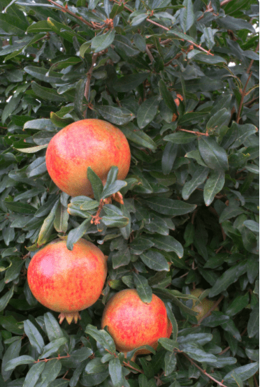Pomegranate blossoms Gardenfrontier Bright orange red pomegranate blossoms blooming on a branch