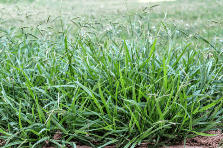 Crabgrass Identification Gardenfrontier Crabgrass spreading horizontally across a lawn with light green leaves