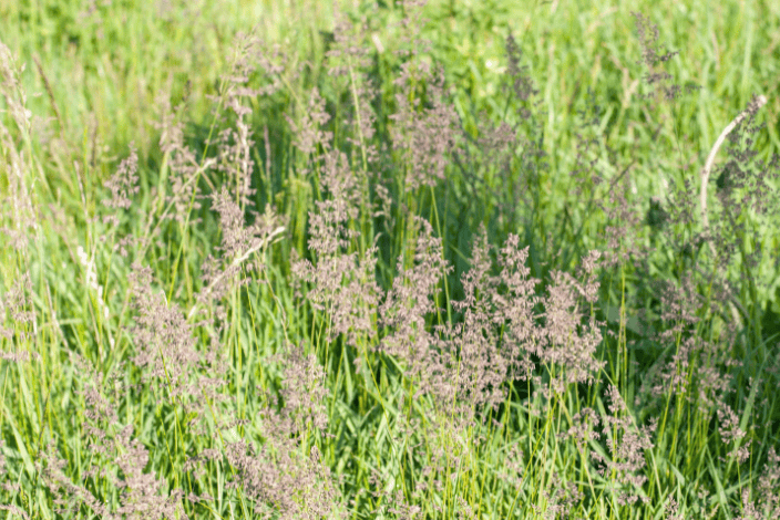 Creeping Bentgrass Identification Gardenfrontier Creeping bentgrass forming dense fine textured patches in a lawn