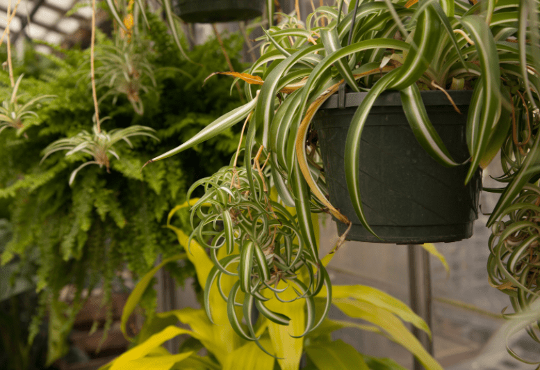 Curly Spider Plant Gardenfrontier Curly Spider Plant