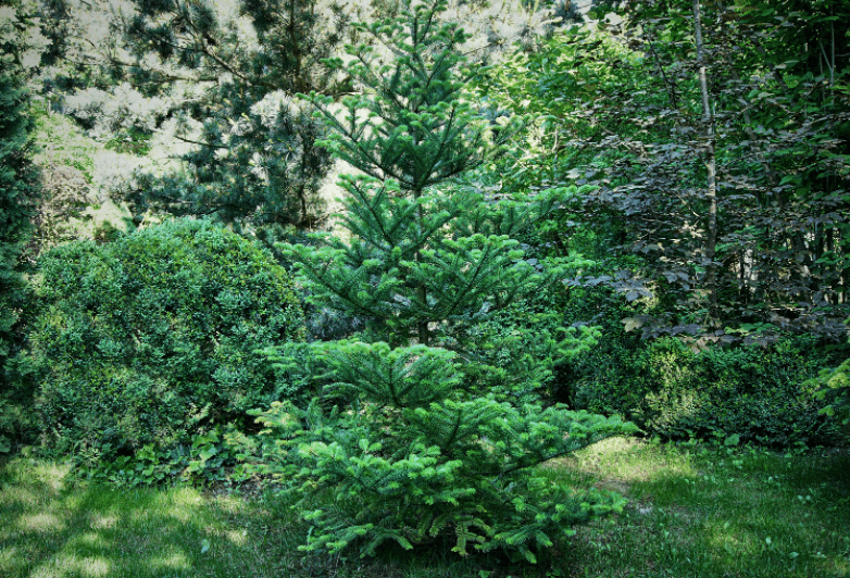 Evergreen Landscaping Gardenfrontier Evergreen Landscaping