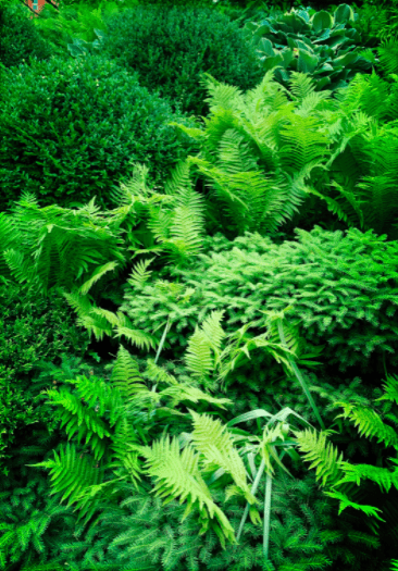 Landscaping with Evergreens Gardenfrontier Landscaping with Evergreens