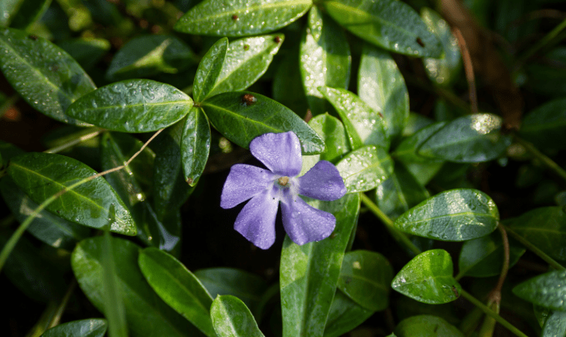 Vinca Vine Gardenfrontier Variegated Vinca vine trailing beautifully from a planter