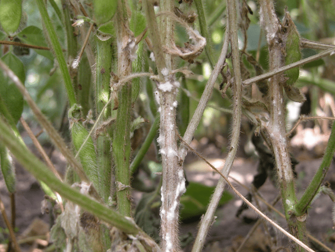 White Mold Soybean Gardenfrontier White Mold Soybean