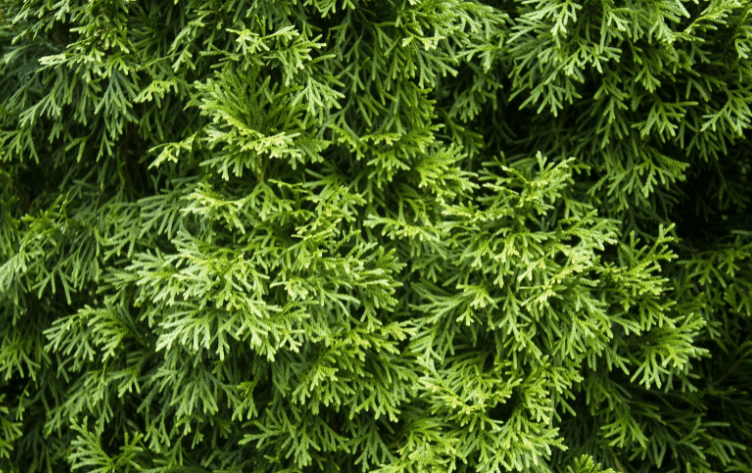 western arborvitae Gardenfrontier western arborvitae