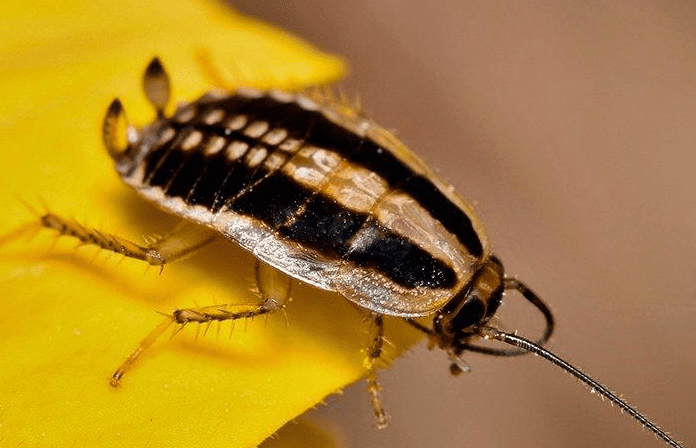 Asian cockroaches Gardenfrontier Asian cockroaches