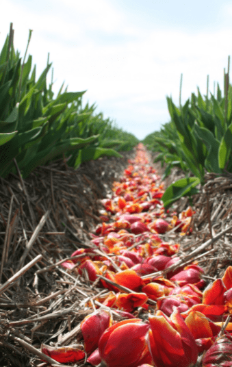 Beheaded Tulips Gardenfrontier Beheaded Tulips