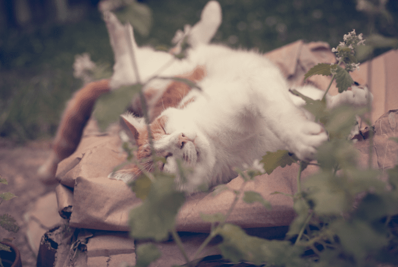 Catnip For Dogs Gardenfrontier Catnip For Dogs