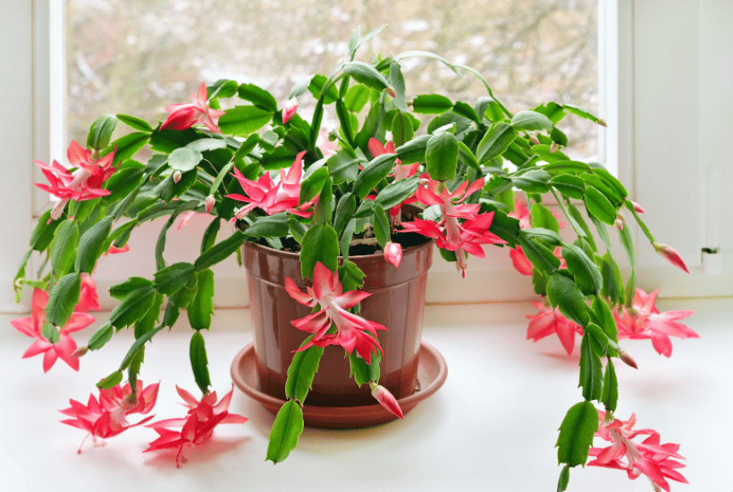 Christmas cactus Gardenfrontier Christmas cactus