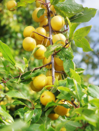 Mirabelle Plums on Tree Gardenfrontier Mirabelle Plums on Tree