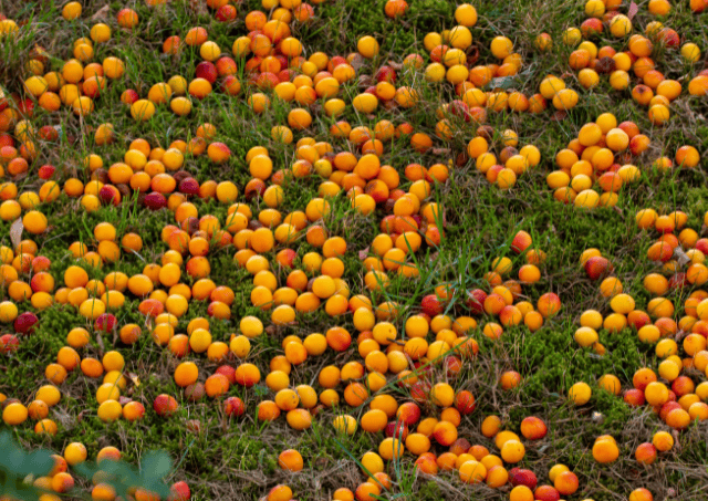 Mirabelle Plums Gardenfrontier Mirabelle Plums