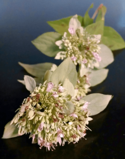 Mountain Mint vertical Gardenfrontier Mountain Mint vertical