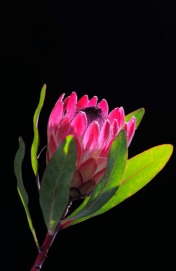 Protea Gardenfrontier Protea