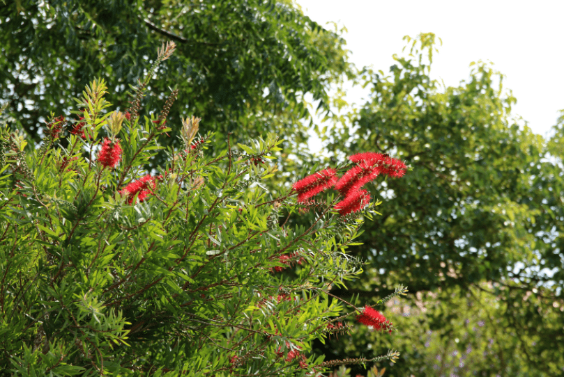 Spring Clean Your Shrubs Gardenfrontier Spring Clean Your Shrubs