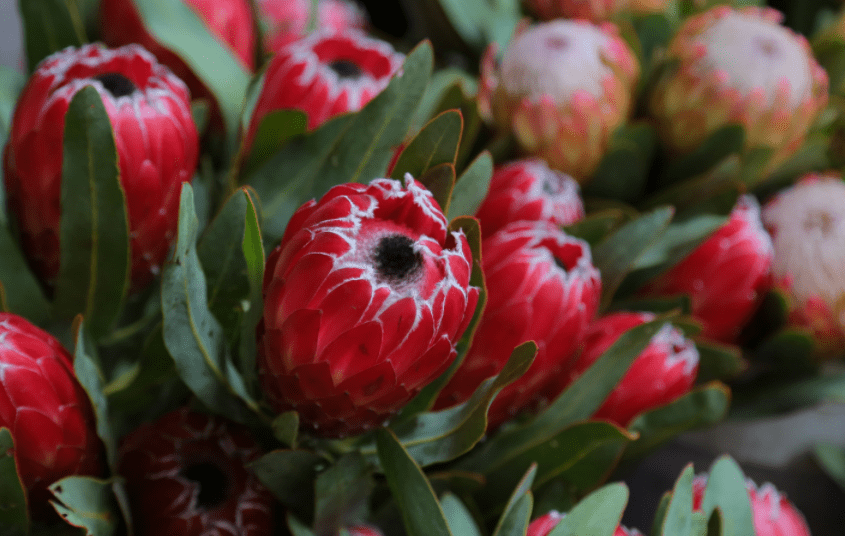 protea flower Gardenfrontier protea flower