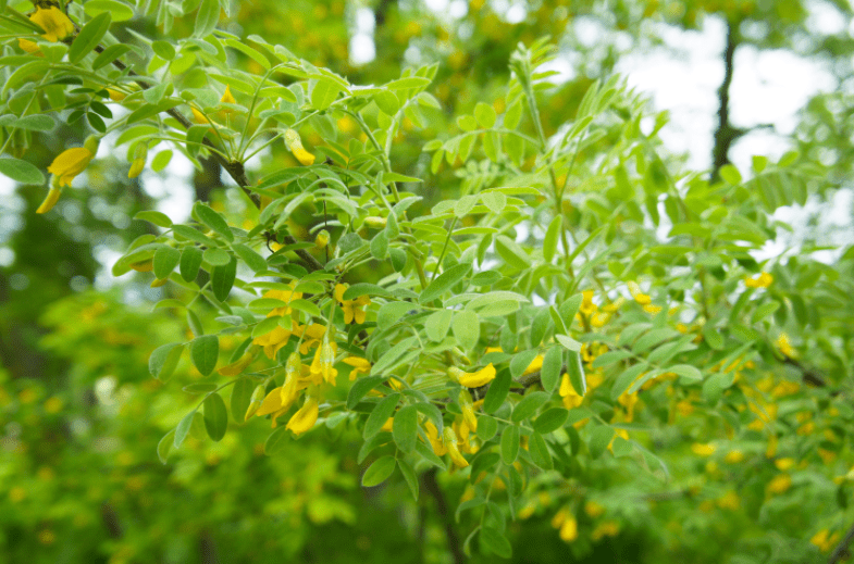 Caragana Pea Tree Gardenfrontier Caragana Pea Tree