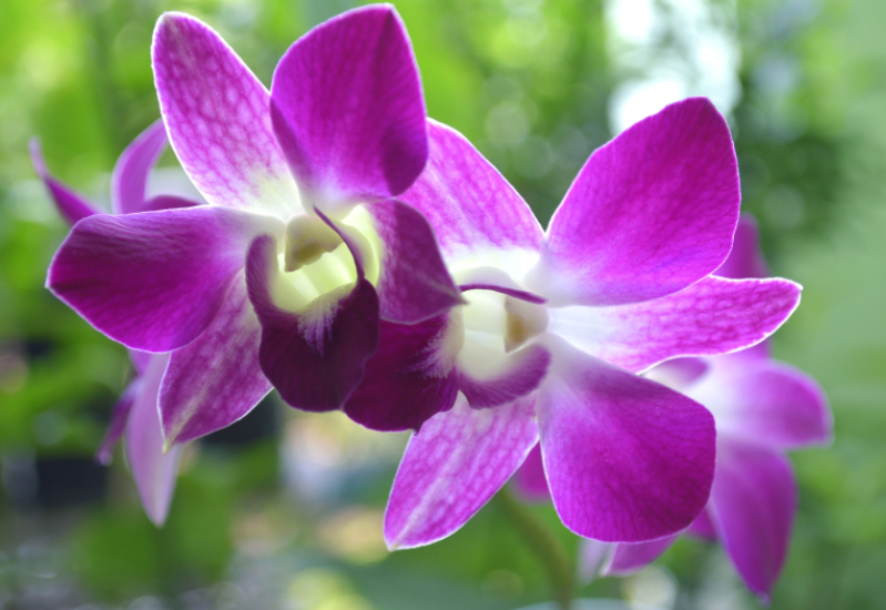 Dendrobium Orchids Gardenfrontier Dendrobium Orchids