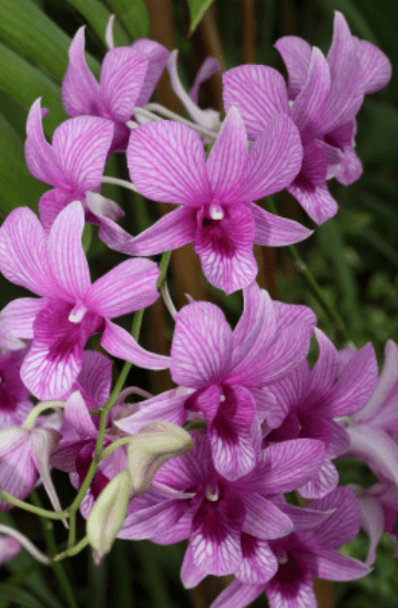 Dendrobium reflexitepalum Gardenfrontier Dendrobium reflexitepalum