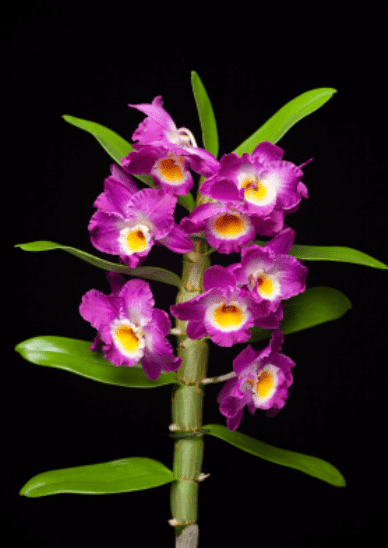 Dendrobium Gardenfrontier Dendrobium
