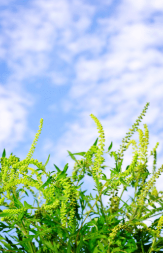 Ragweed Plant Gardenfrontier Ragweed Plant