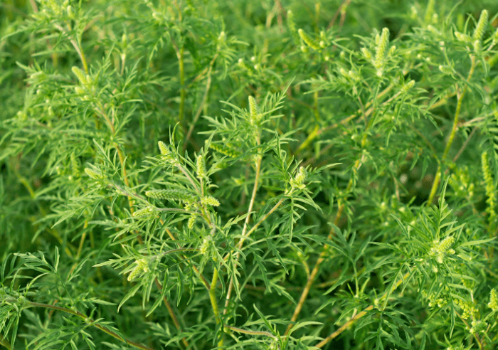 Ragweed Gardenfrontier Ragweed