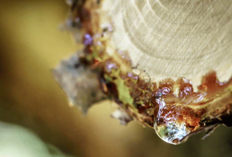 Tree Sap Gardenfrontier Tree Sap