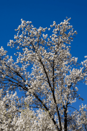 Bradford Pear Tree Blooms Gardenfrontier Bradford Pear Tree Blooms